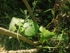 Piper umbellatum
