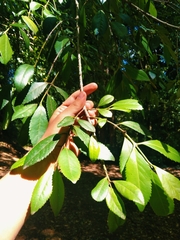 Laureliopsis philippiana