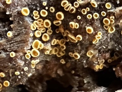 Arachnopeziza trabinelloides