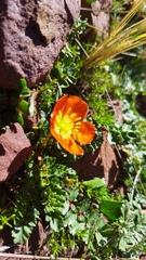 Hypseocharis pimpinellifolia