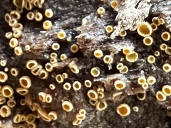 Arachnopeziza trabinelloides
