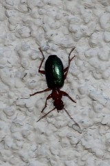 Tecnophilus