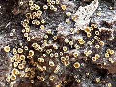 Arachnopeziza trabinelloides