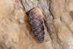 Chondrina kobeltoides