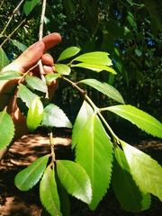 Laureliopsis philippiana