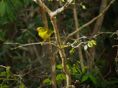 Myiothlypis flaveola
