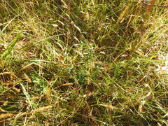 Olearia myrsinoides