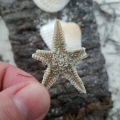 Astropecten
