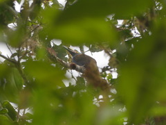 Andigena laminirostris