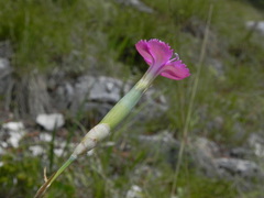 Dianthus longicaulis
