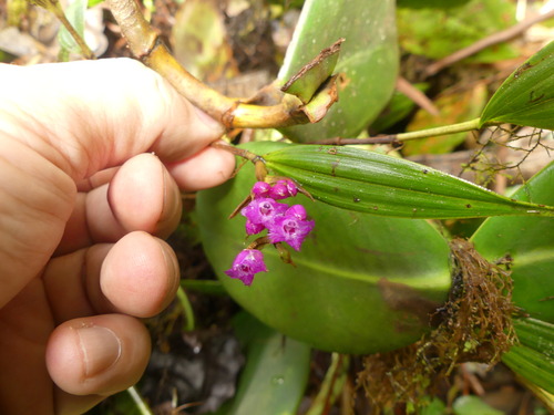 Elleanthus confusus Garay 4