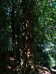 Laureliopsis philippiana