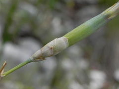 Dianthus longicaulis