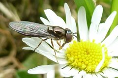 Platycheirus albimanus