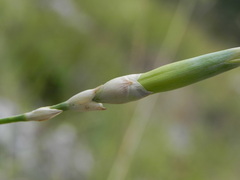 Dianthus longicaulis