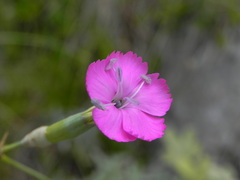 Dianthus longicaulis