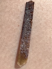 Jellyella tuberculata