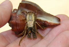 Clibanarius infraspinatus