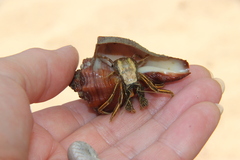 Clibanarius infraspinatus