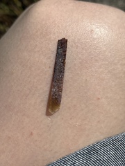 Jellyella tuberculata