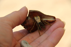 Clibanarius infraspinatus