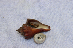 Clibanarius infraspinatus