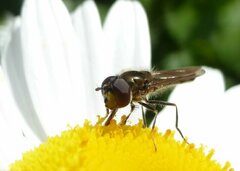 Platycheirus albimanus