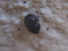 Cydnoides