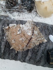 Decapoda