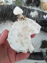Decapoda