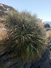 Fascicularia bicolor bicolor