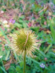 Acaena ovalifolia