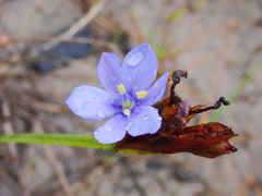 Aristea pusilla
