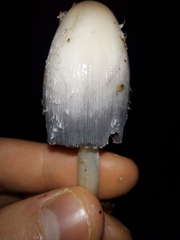 Agaricales