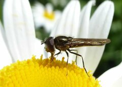 Platycheirus albimanus