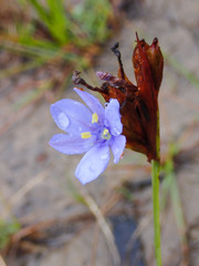 Aristea pusilla