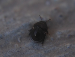 Cydnoides