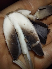 Agaricales
