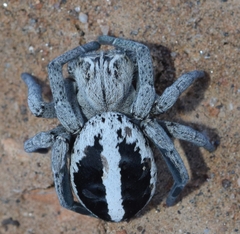 Stegodyphus lineatus