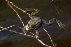 Pelophylax ridibundus