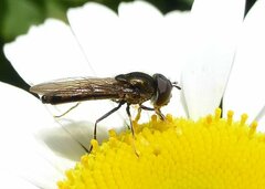 Platycheirus albimanus