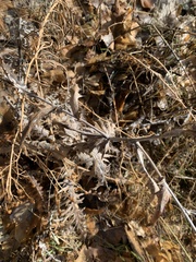 Cirsium arizonicum