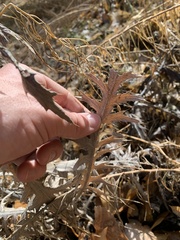 Cirsium arizonicum
