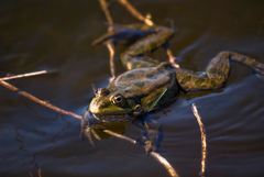 Pelophylax ridibundus