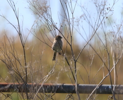 Haemorhous mexicanus