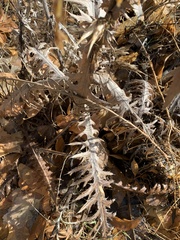 Cirsium arizonicum