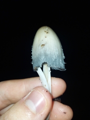 Agaricales