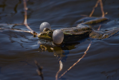 Pelophylax ridibundus