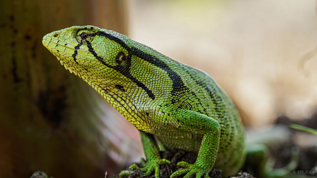 Boulenger's Bush Anole