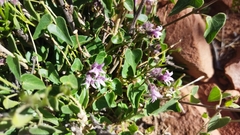 Philibertia parviflora